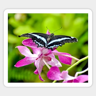 African Blue Banded Swallowtail Butterfly Sticker